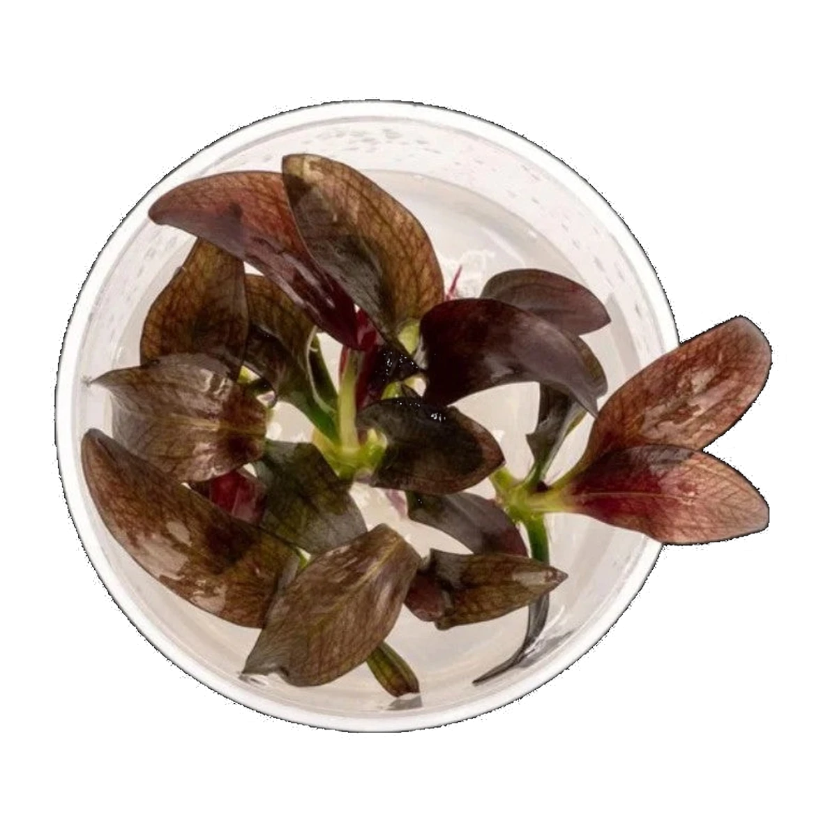 Echinodorus Fancy Twist | Echinodorus 'Fancy Twist'