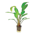 Echinodorus Fire Feather | Echinodorus 'Tanzende Feuerfeder'