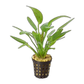 Echinodorus Green Flame | Echinodorus 'Green Flame'
