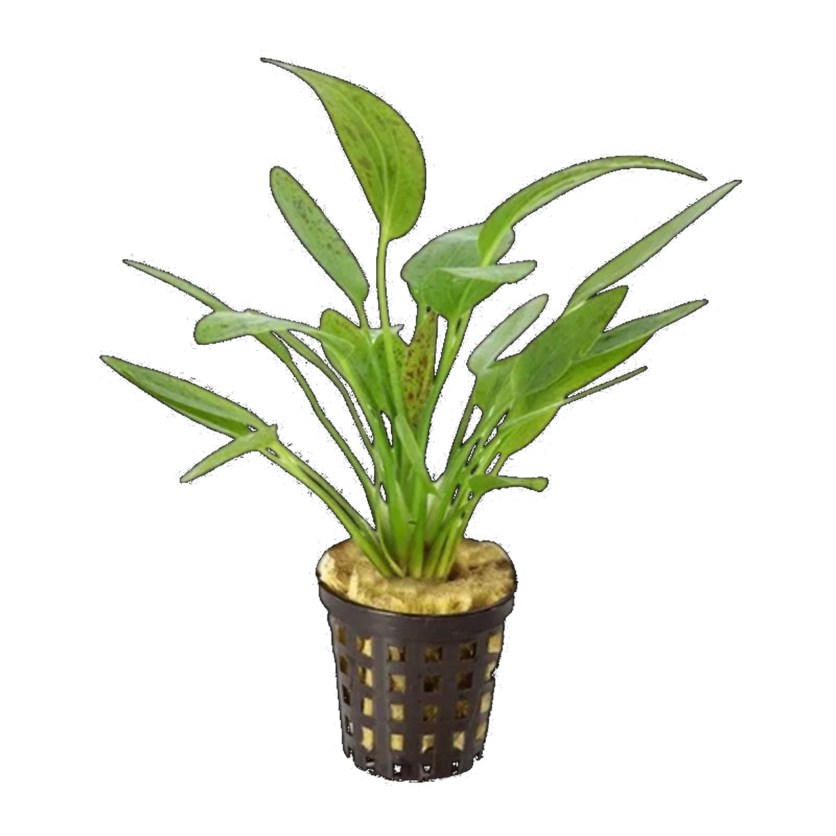 Echinodorus Green Flame | Echinodorus 'Green Flame'