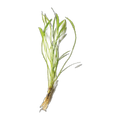Dwarf Chain Sword | Helanthium bolivianum 'Latifolius'
