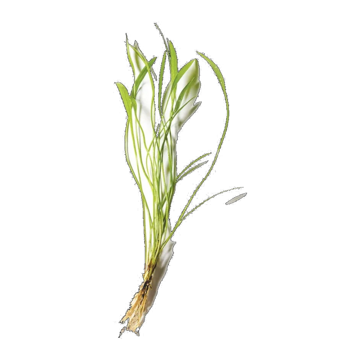 Dwarf Chain Sword | Helanthium bolivianum 'Latifolius'