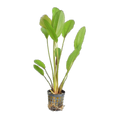 Echinodorus Lothario