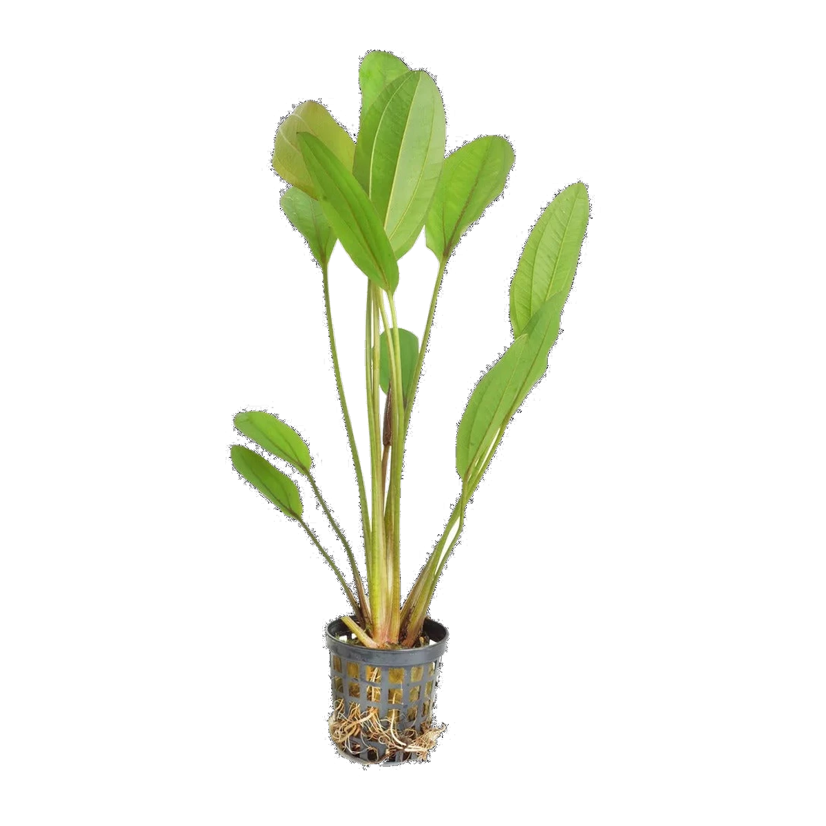 Echinodorus Lothario