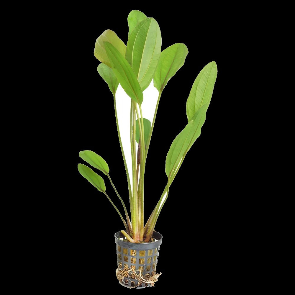 Echinodorus Lothario