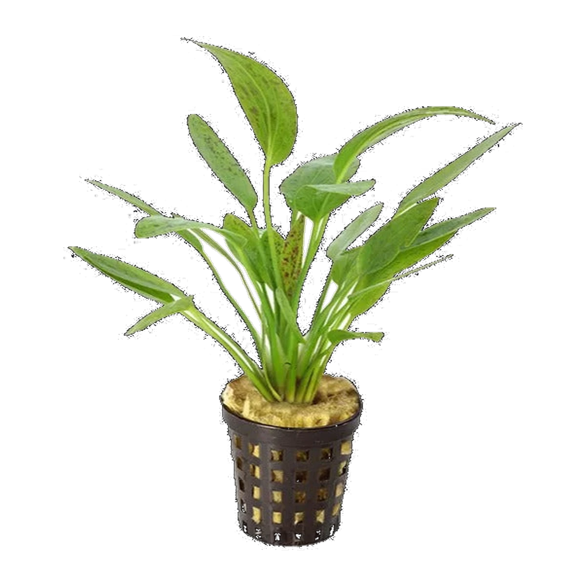 Echinodorus Ozelot Green