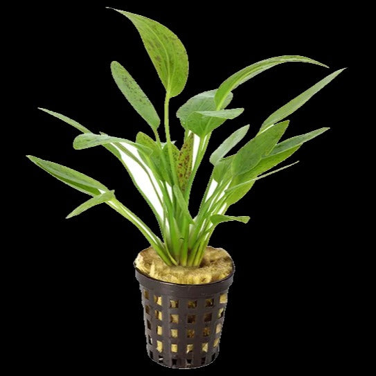 Echinodorus Ozelot Green