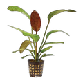 Echinodorus Ozelot Red