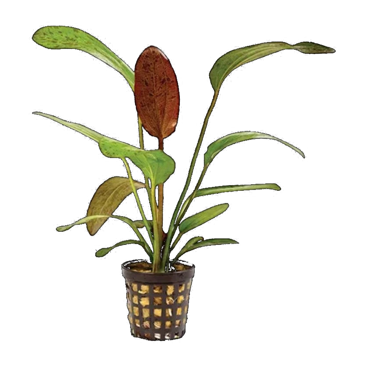 Echinodorus Ozelot Red