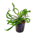 Echinodorus Vesuvius | Helanthium bolivianum 'Vesuvius'