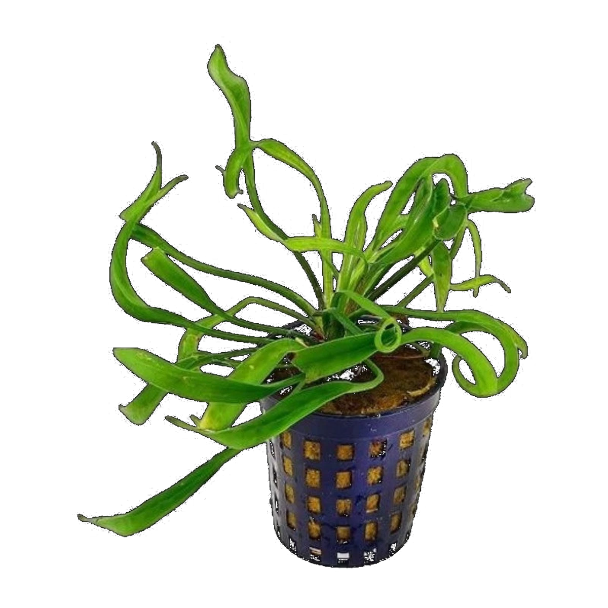 Echinodorus Vesuvius | Helanthium bolivianum 'Vesuvius'