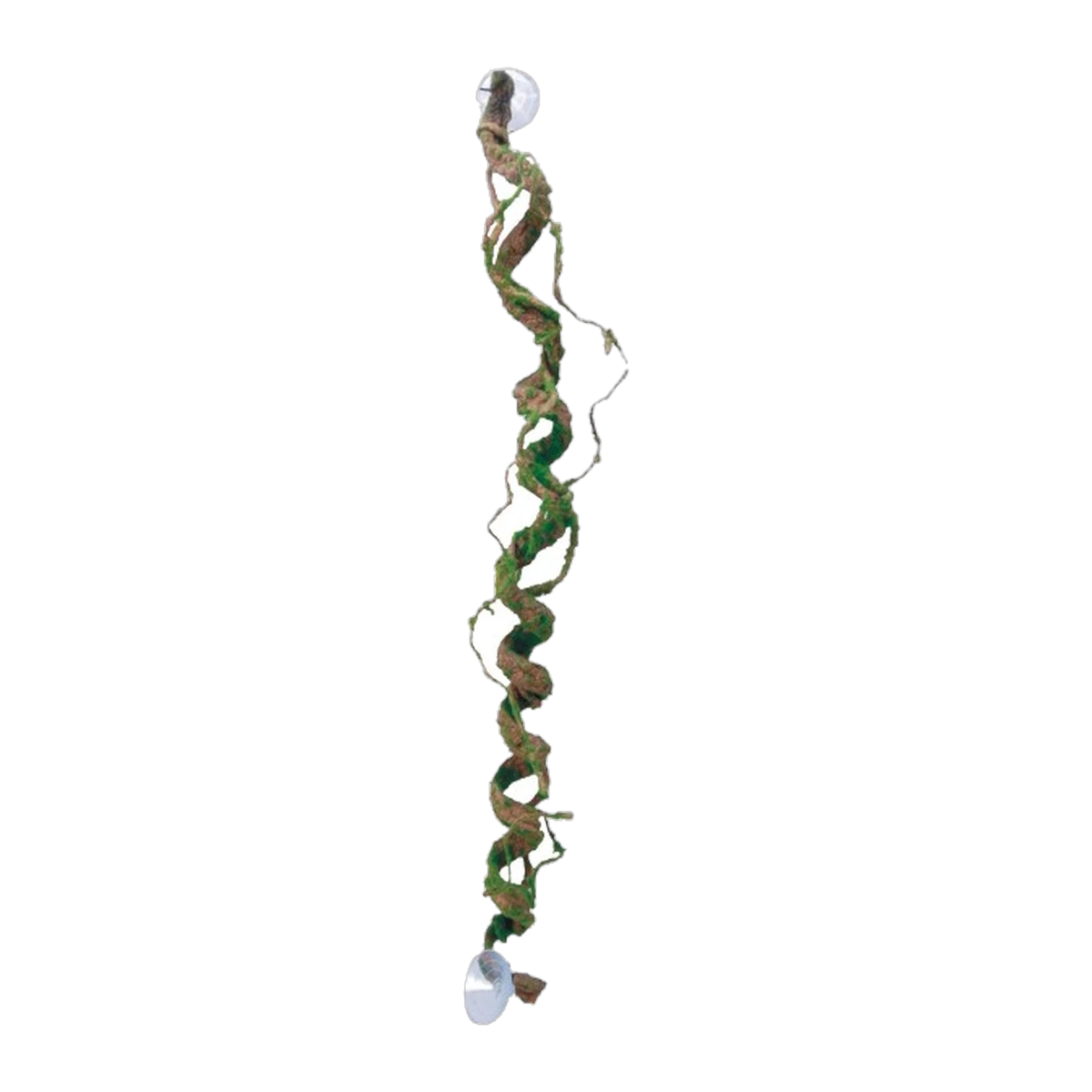 Eco Tech Giant Corkscrew Vine 80cm