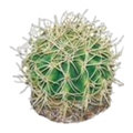Eco Tech Pineapple Cactus