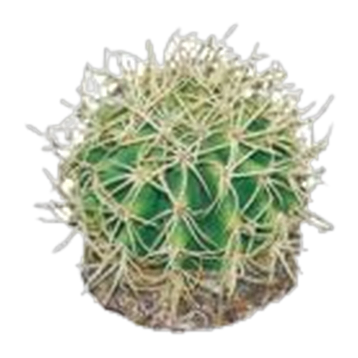 Eco Tech Pineapple Cactus