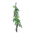 Eco Tech Vine w/Abutilon Growth