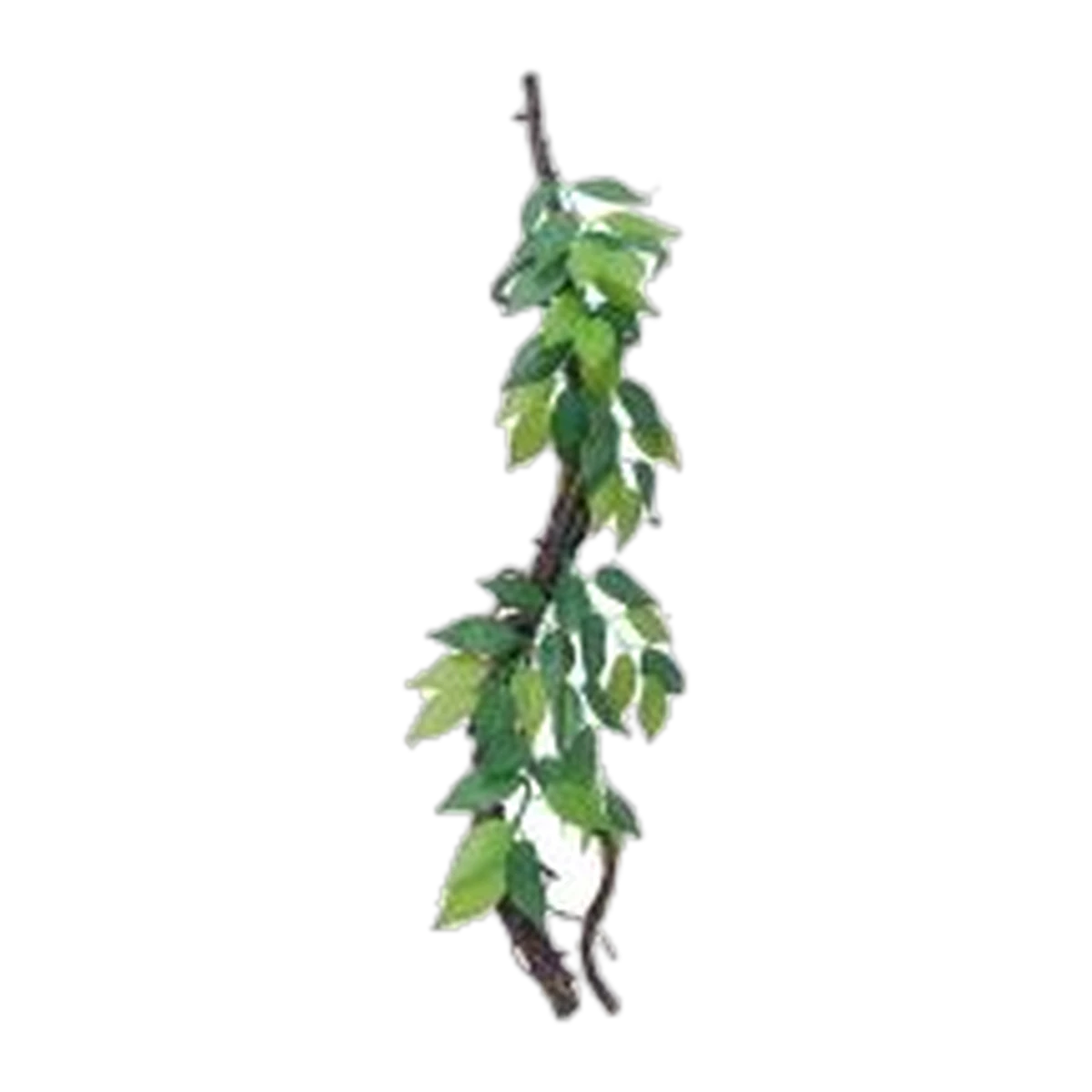 Eco Tech Vine w/Ficus Growth