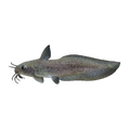 Eel-tail Catfish (Tandanus tandanus), side profile facing right