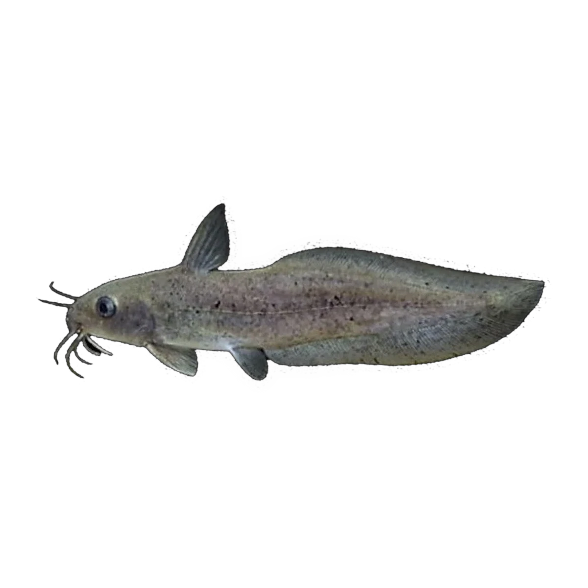 Eel-tail Catfish (Tandanus tandanus), side profile facing right