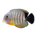 Eibli Mimic Tang | Acanthurus pyroferus