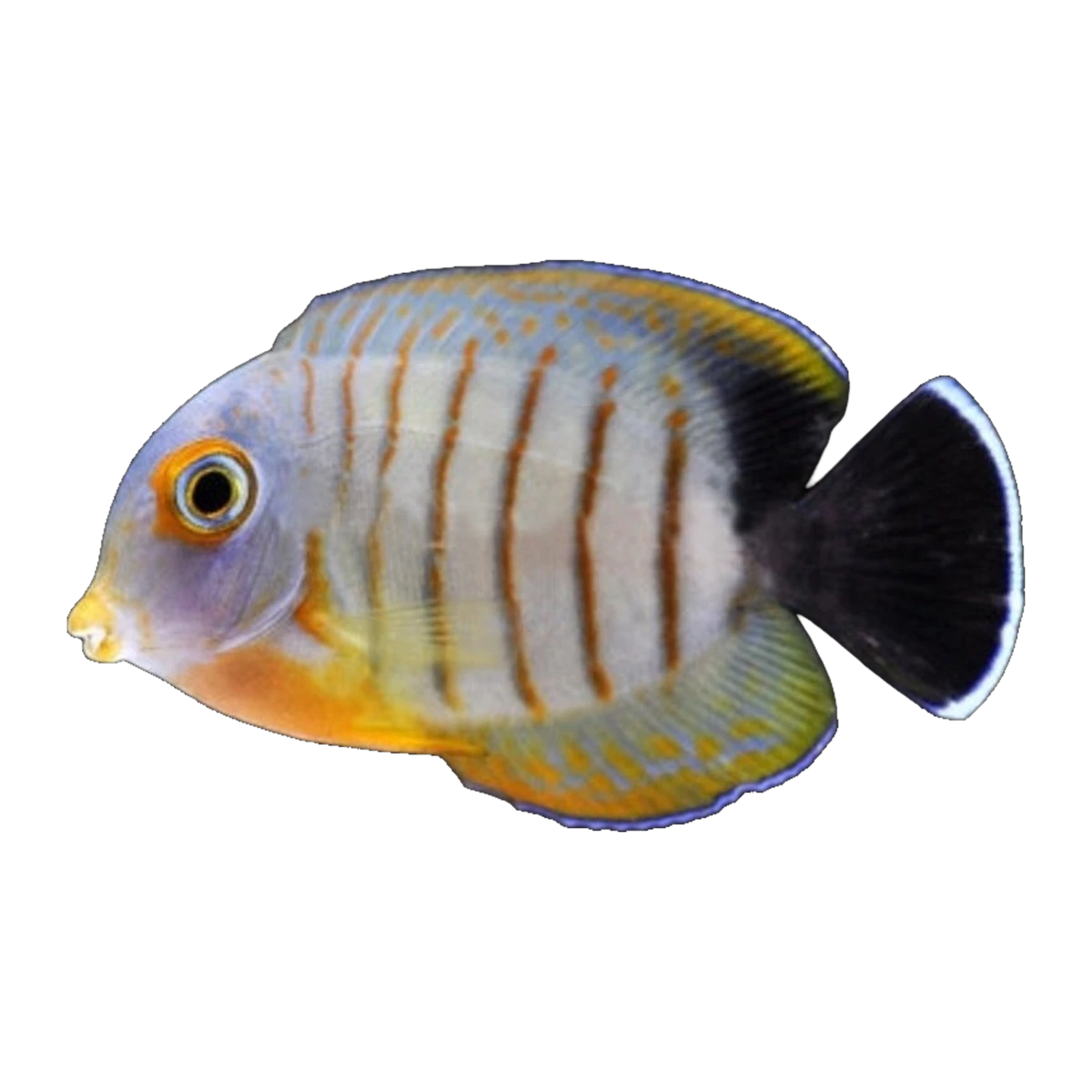 Eibli Mimic Tang | Acanthurus pyroferus