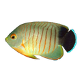 Eibli Angelfish | Centropyge eibli