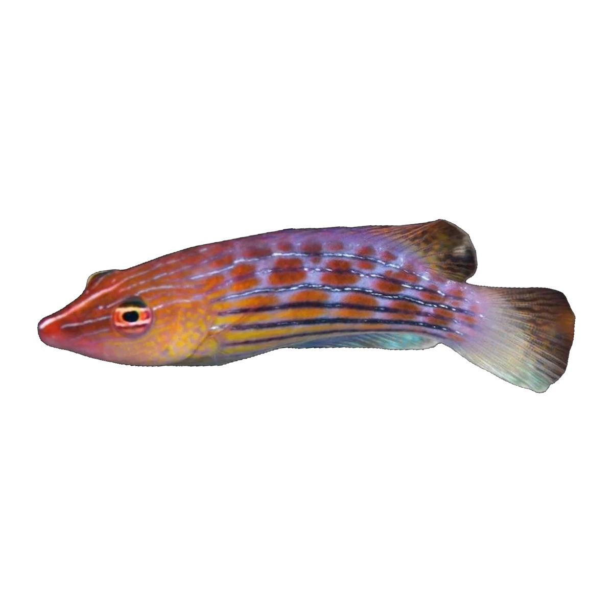 Eight Line Wrasse | Pseudocheilinus octotaenia