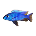 Electric Blue Cichlid (Sciaenochromis fryeri), side profile facing right