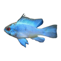 Electric Blue Ram | Mikrogeophagus ramirezi