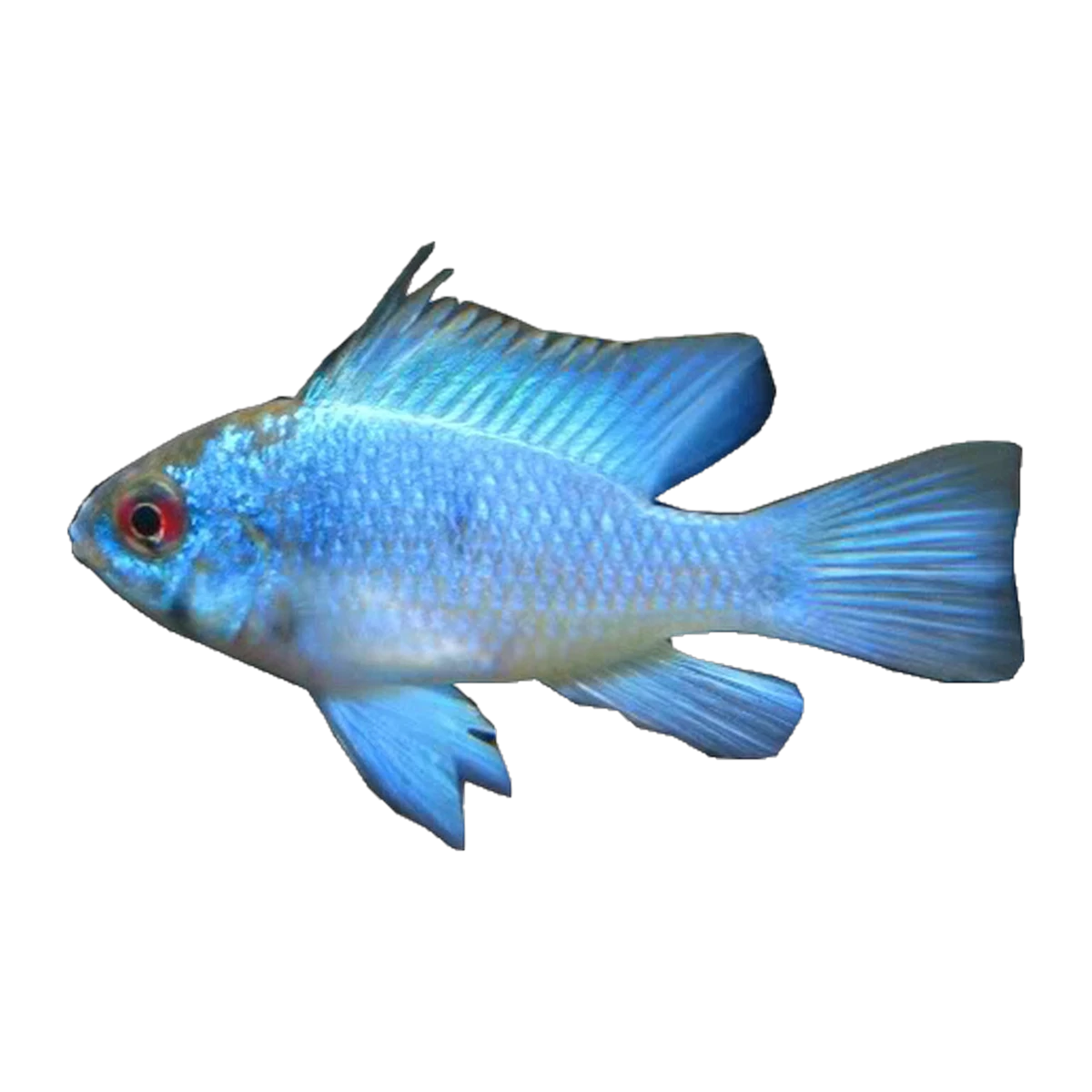 Electric Blue Ram | Mikrogeophagus ramirezi