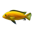 Electric Yellow BIG FEMALE! (Labidochromis caeruleus), side profile facing right
