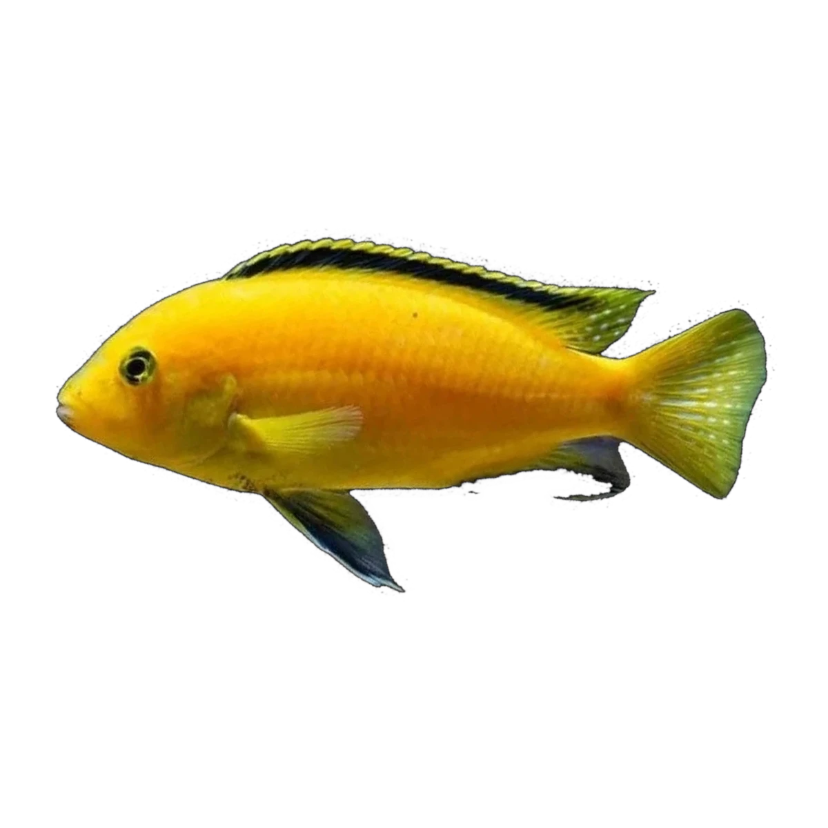 Electric Yellow BIG FEMALE! (Labidochromis caeruleus), side profile facing right