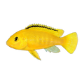 Electric Yellow Cichlid (Labidochromis caeruleus), side profile facing right