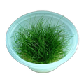 Eleocharis Acicularis Mini