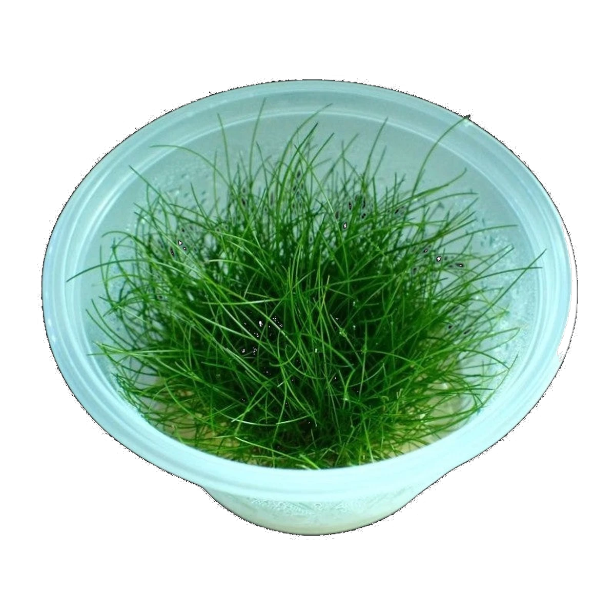 Eleocharis Acicularis Mini