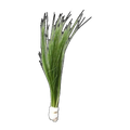 Eleocharis Vivipara