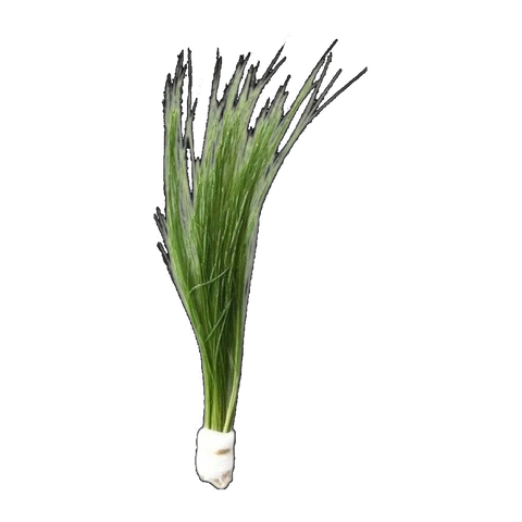 Eleocharis Vivipara