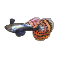 Elephant Ear Guppy Male | Poecilia reticulata
