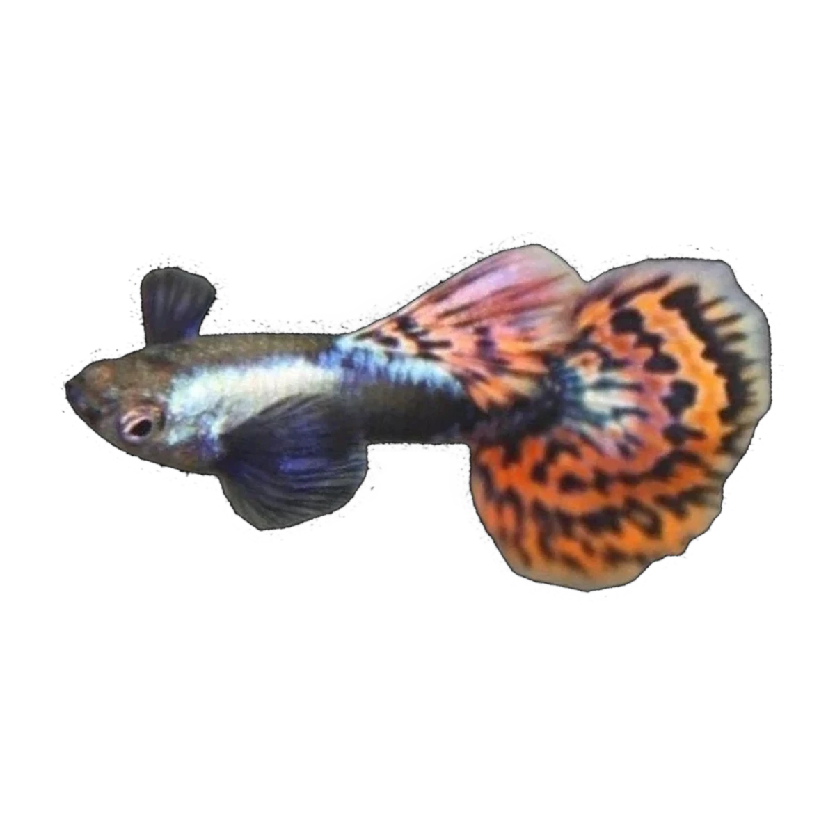 Elephant Ear Guppy Male | Poecilia reticulata