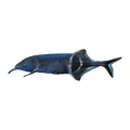 Elephant Nose Fish