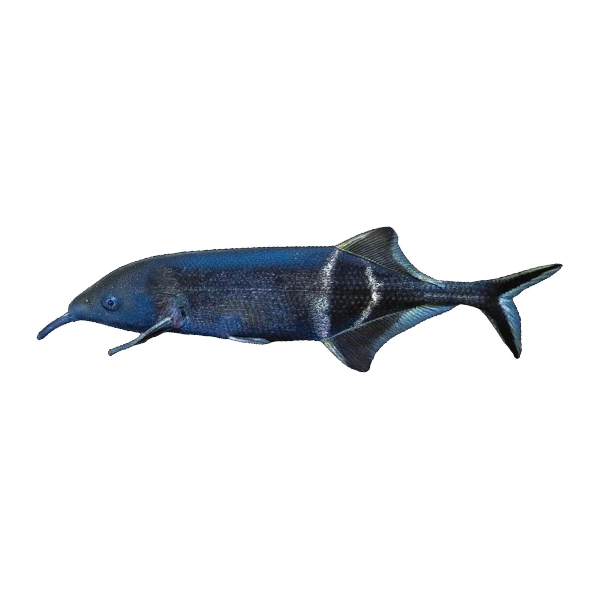 Elephant Nose Fish