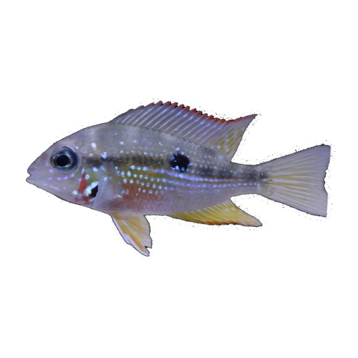 Ellioti Cichlid | Thorichthys ellioti