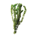 Elodea