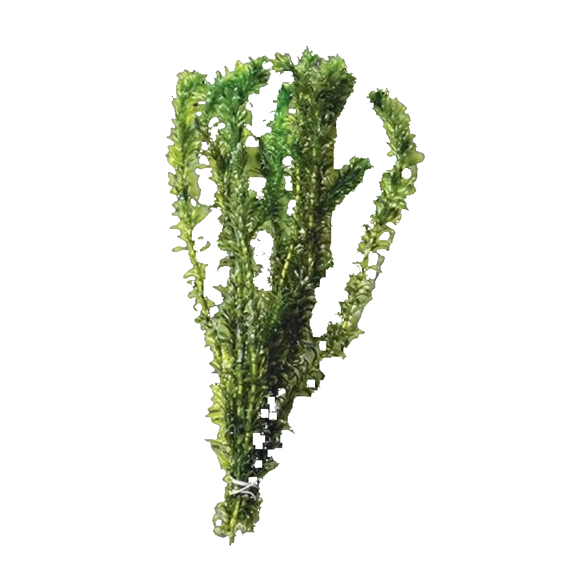 Elodea