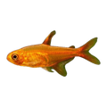 Ember Tetra