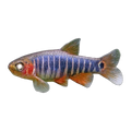 Emerald Dwarf Rasbora