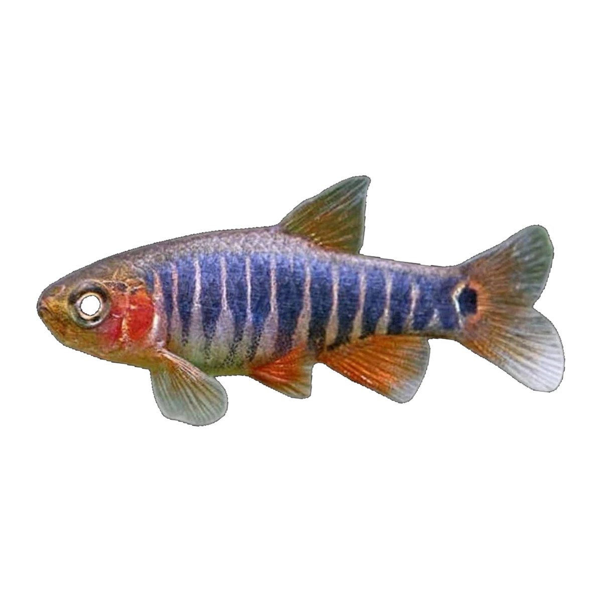 Emerald Dwarf Rasbora