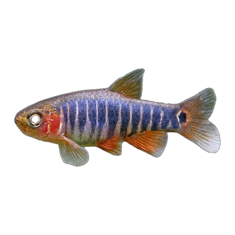 Emerald Dwarf Rasbora