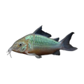 Emerald Green Corydoras | Brochis splendens