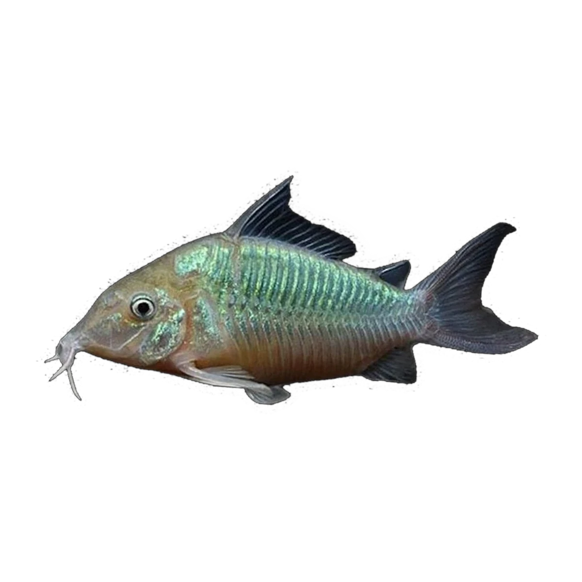Emerald Green Corydoras | Brochis splendens