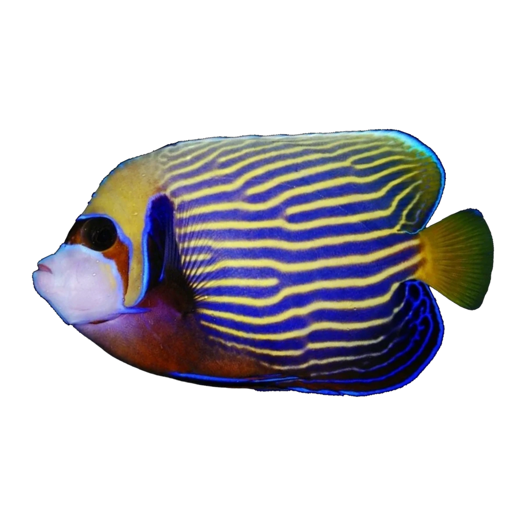 Emperor Angelfish Adult | Pomacanthus imperator